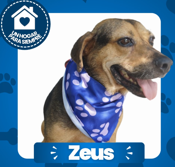 Zeus