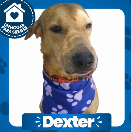 Dexter