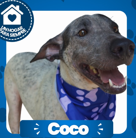 Coco