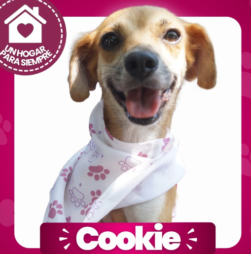 Cookie