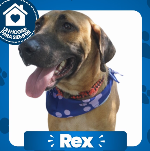 Rex