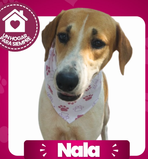 Nala