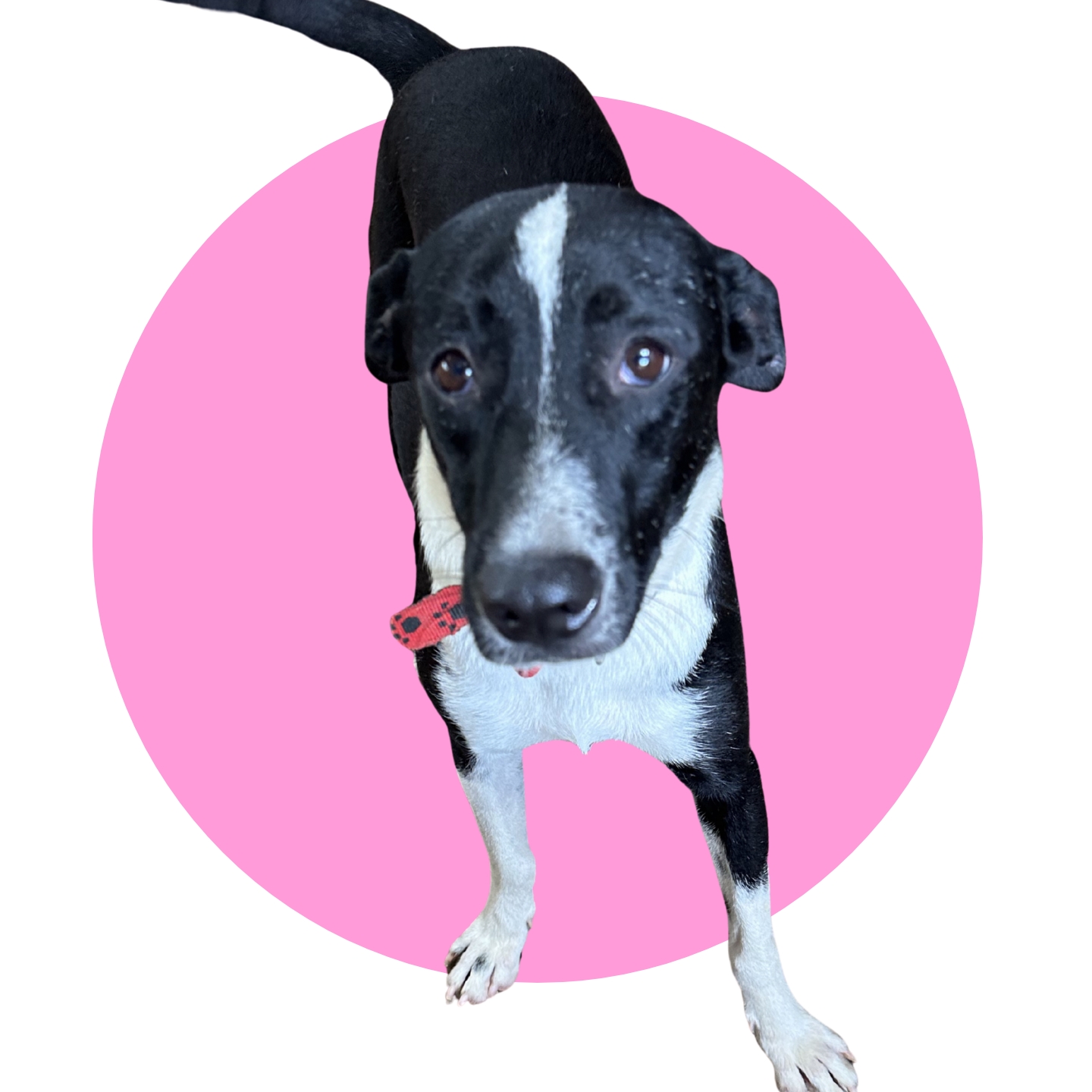 Oreo