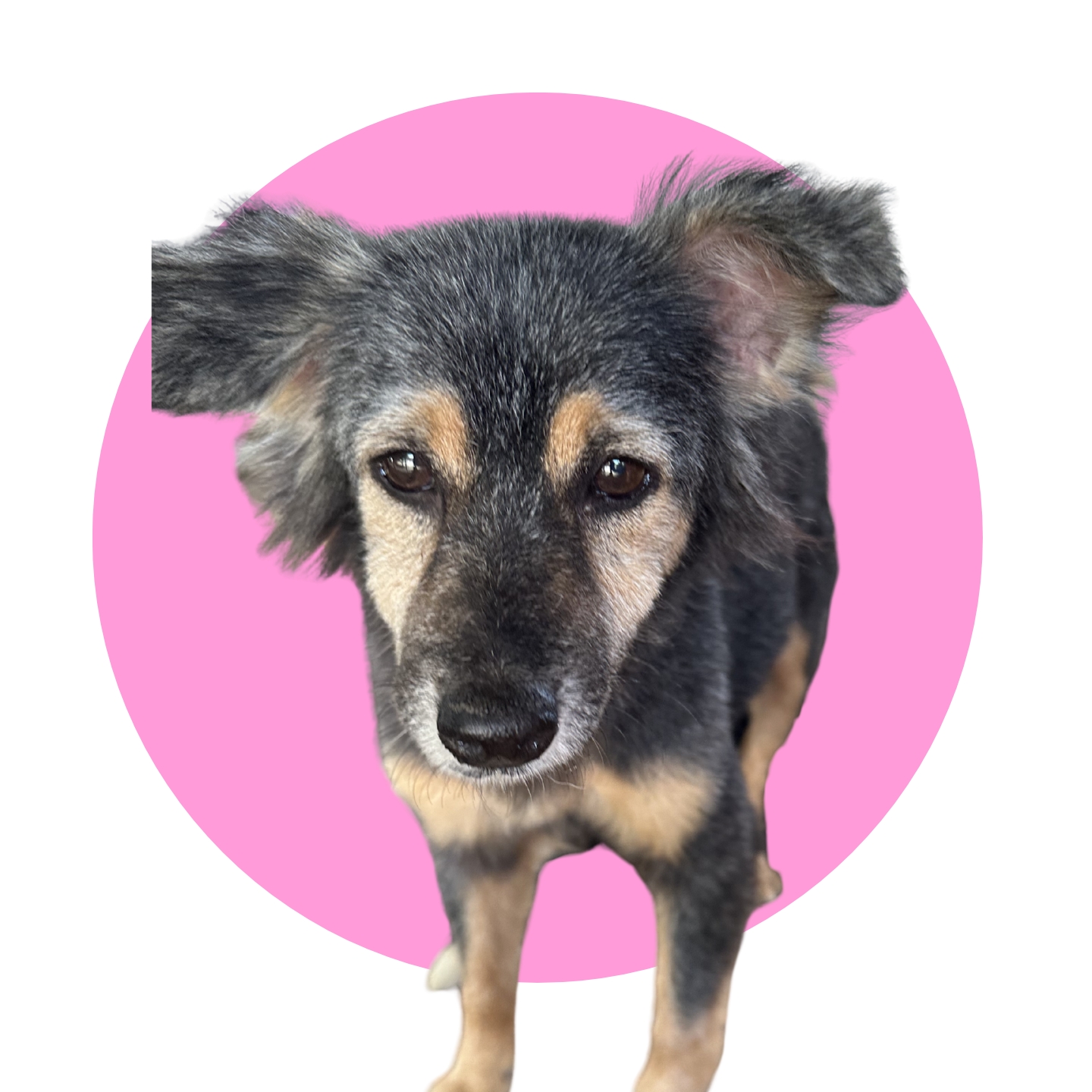 Rosita
