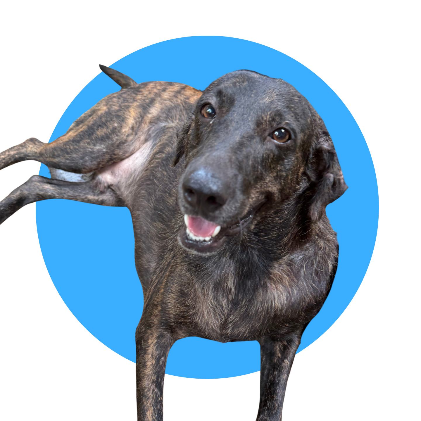Beto